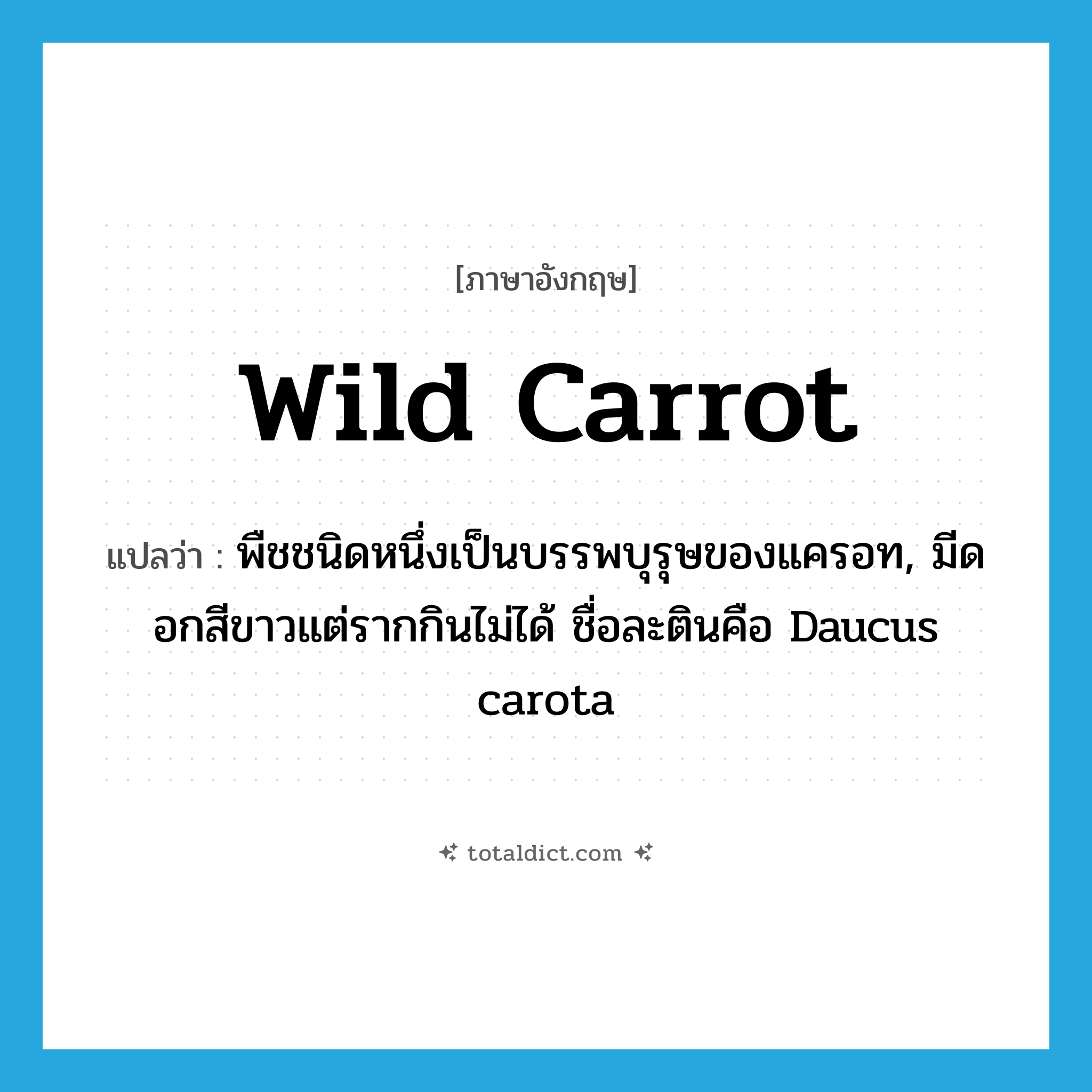 wild carrot แปลว่า?, คำศัพท์ภาษาอังกฤษ wild carrot แปลว่า พืชชนิดหนึ่งเป็นบรรพบุรุษของแครอท, มีดอกสีขาวแต่รากกินไม่ได้ ชื่อละตินคือ Daucus carota ประเภท N หมวด N