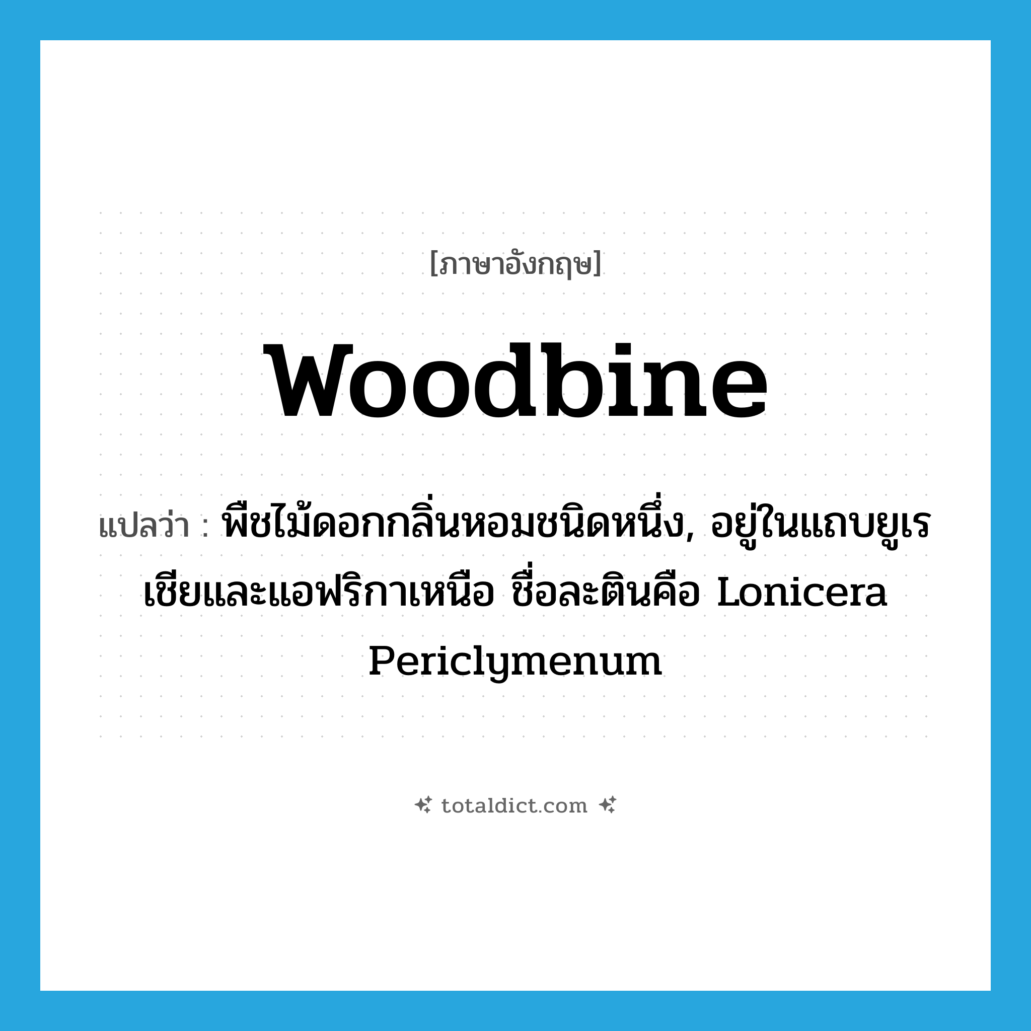 woodbine แปลว่า?, คำศัพท์ภาษาอังกฤษ woodbine แปลว่า พืชไม้ดอกกลิ่นหอมชนิดหนึ่ง, อยู่ในแถบยูเรเชียและแอฟริกาเหนือ ชื่อละตินคือ Lonicera Periclymenum ประเภท N หมวด N